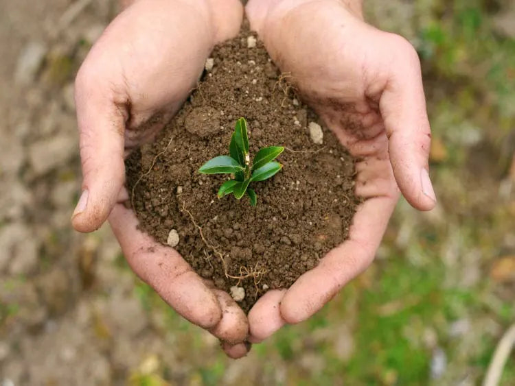 Growing plants