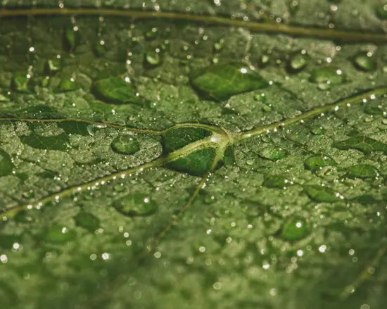 grow tent humidifier