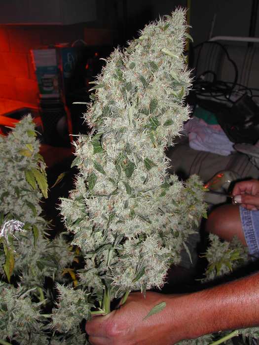 cannabis bloom booster